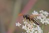 Polistes sp.